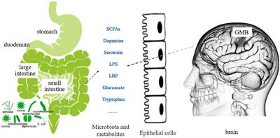 Role of gut microbiota in regulating immune checkpoint inhibitor therapy for glioblastoma